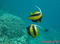 foto de buceo