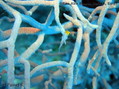 foto de buceo