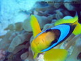 foto de buceo
