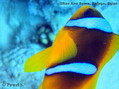 foto de buceo