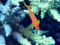 foto de buceo