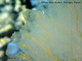 foto de buceo
