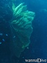 scuba diving photo