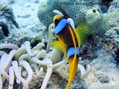 scuba diving photo