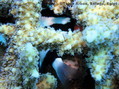 scuba diving photo