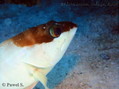 scuba diving photo