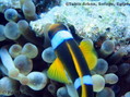 scuba diving photo