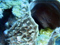 scuba diving photo