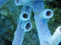 scuba diving photo