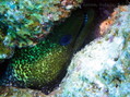 scuba diving photo