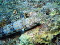 scuba diving photo