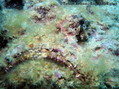 scuba diving photo