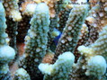 scuba diving photo