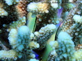 scuba diving photo