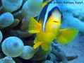 scuba diving photo