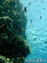 scuba diving photo