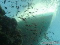 scuba diving photo