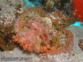 scuba diving photo