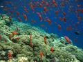 foto de buceo