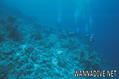 scuba diving photo