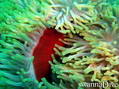 foto de buceo