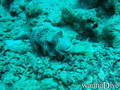 scuba diving photo