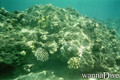 scuba diving photo