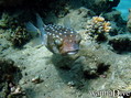 scuba diving photo