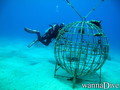 scuba diving photo