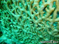 scuba diving photo