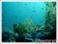 scuba diving photo