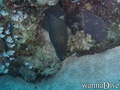 scuba diving photo