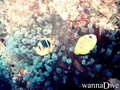 scuba diving photo