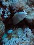 foto de buceo