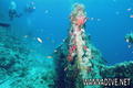 scuba diving photo