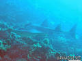 scuba diving photo