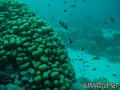 scuba diving photo