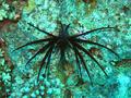 scuba diving photo