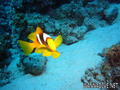 scuba diving photo