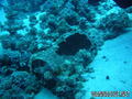 scuba diving photo