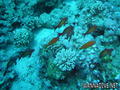 scuba diving photo