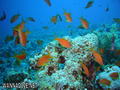 scuba diving photo