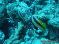 scuba diving photo