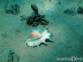 scuba diving photo