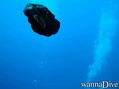 scuba diving photo