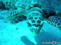 scuba diving photo