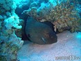 scuba diving photo