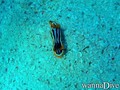 scuba diving photo