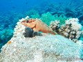 scuba diving photo