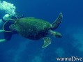 scuba diving photo